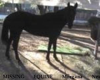 MISSING EQUINE Morgana Near Orangevale, CA, 95662